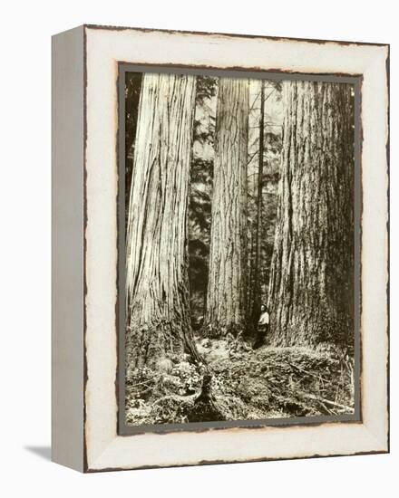 Cedar on Left, Douglas Fir on Right, Undated-Asahel Curtis-Framed Premier Image Canvas