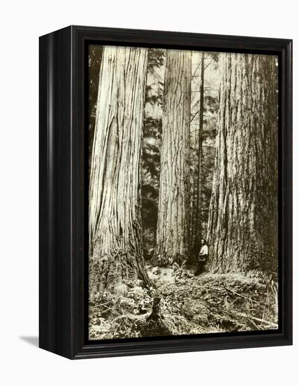 Cedar on Left, Douglas Fir on Right, Undated-Asahel Curtis-Framed Premier Image Canvas