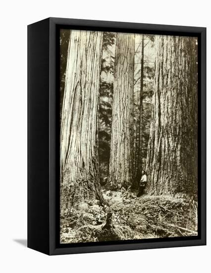 Cedar on Left, Douglas Fir on Right, Undated-Asahel Curtis-Framed Premier Image Canvas