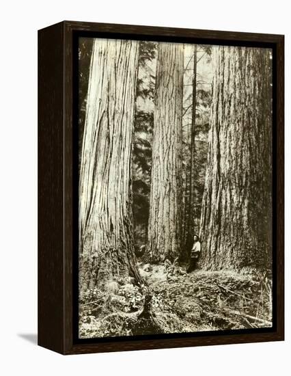 Cedar on Left, Douglas Fir on Right, Undated-Asahel Curtis-Framed Premier Image Canvas