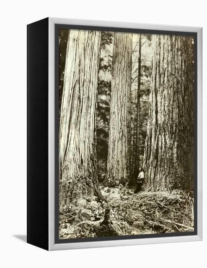 Cedar on Left, Douglas Fir on Right, Undated-Asahel Curtis-Framed Premier Image Canvas