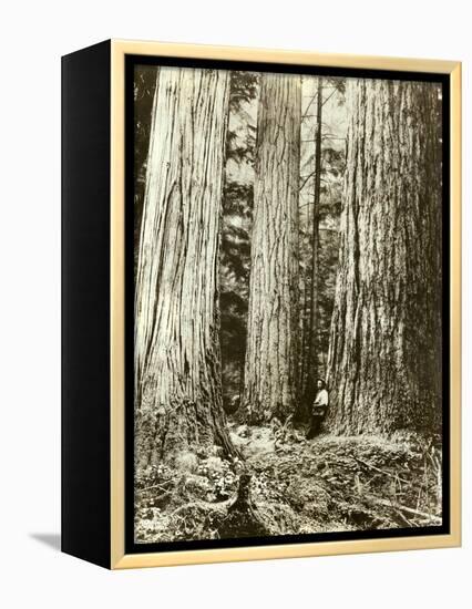 Cedar on Left, Douglas Fir on Right, Undated-Asahel Curtis-Framed Premier Image Canvas