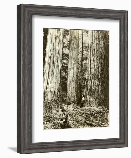 Cedar on Left, Douglas Fir on Right, Undated-Asahel Curtis-Framed Giclee Print