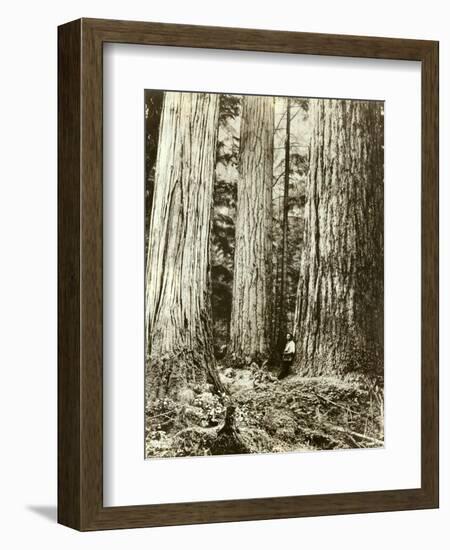 Cedar on Left, Douglas Fir on Right, Undated-Asahel Curtis-Framed Giclee Print