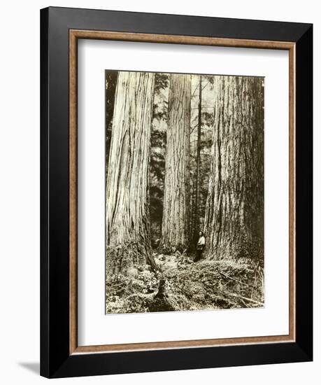 Cedar on Left, Douglas Fir on Right, Undated-Asahel Curtis-Framed Giclee Print