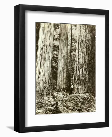 Cedar on Left, Douglas Fir on Right, Undated-Asahel Curtis-Framed Giclee Print