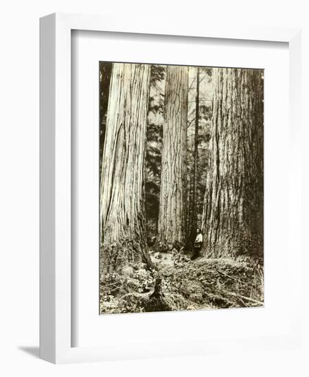 Cedar on Left, Douglas Fir on Right, Undated-Asahel Curtis-Framed Giclee Print