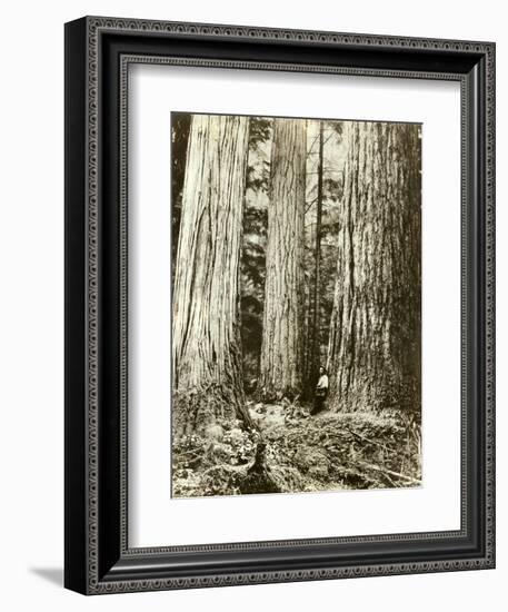 Cedar on Left, Douglas Fir on Right, Undated-Asahel Curtis-Framed Giclee Print