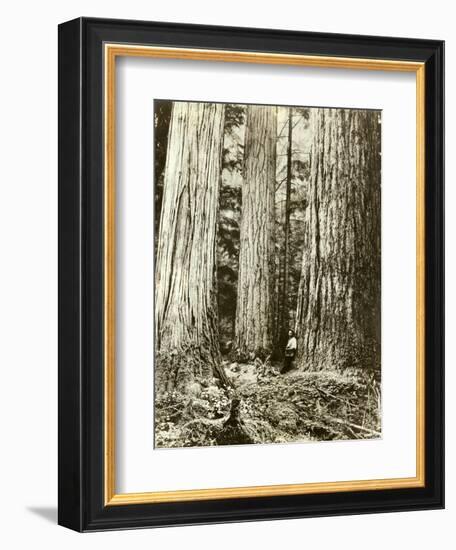 Cedar on Left, Douglas Fir on Right, Undated-Asahel Curtis-Framed Giclee Print