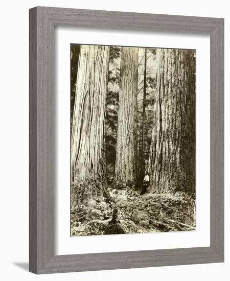 Cedar on Left, Douglas Fir on Right, Undated-Asahel Curtis-Framed Giclee Print