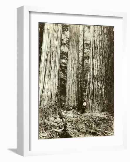 Cedar on Left, Douglas Fir on Right, Undated-Asahel Curtis-Framed Giclee Print