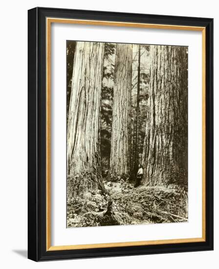 Cedar on Left, Douglas Fir on Right, Undated-Asahel Curtis-Framed Giclee Print