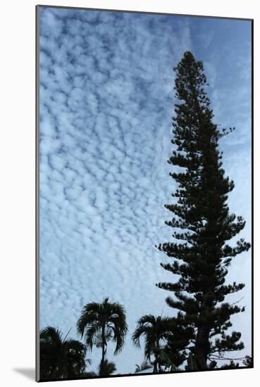 Cedar Palm Sky Vertical-Robert Goldwitz-Mounted Photographic Print