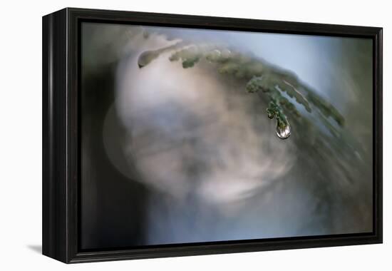 Cedar Tip-Ursula Abresch-Framed Premier Image Canvas