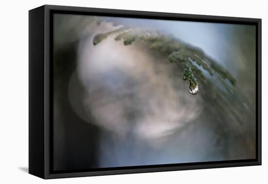 Cedar Tip-Ursula Abresch-Framed Premier Image Canvas