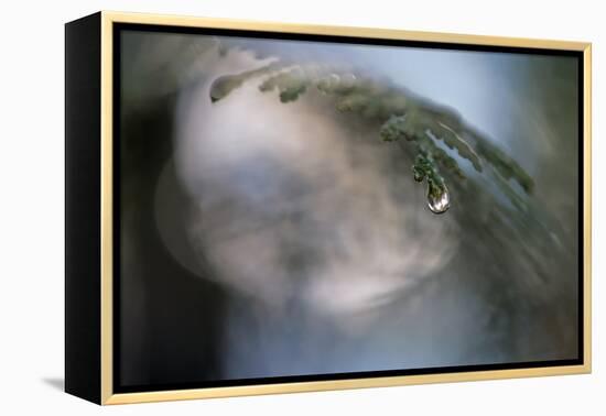 Cedar Tip-Ursula Abresch-Framed Premier Image Canvas