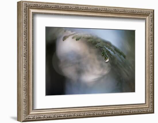 Cedar Tip-Ursula Abresch-Framed Photographic Print