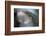 Cedar Tip-Ursula Abresch-Framed Photographic Print