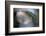 Cedar Tip-Ursula Abresch-Framed Photographic Print