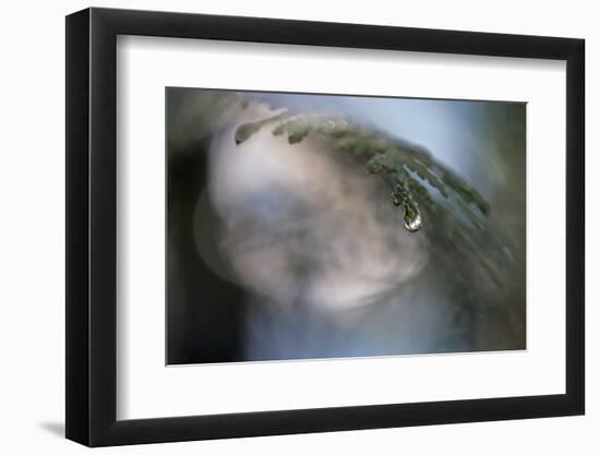 Cedar Tip-Ursula Abresch-Framed Photographic Print