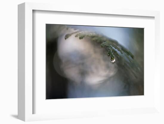 Cedar Tip-Ursula Abresch-Framed Photographic Print