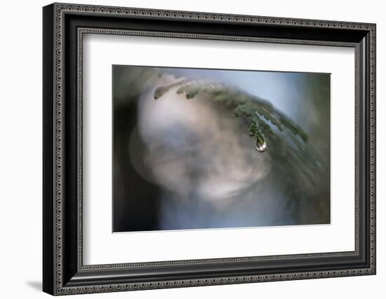 Cedar Tip-Ursula Abresch-Framed Photographic Print