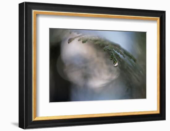 Cedar Tip-Ursula Abresch-Framed Photographic Print