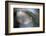 Cedar Tip-Ursula Abresch-Framed Photographic Print