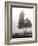 Cedar Tree and Fence-Nicholas Bell-Framed Photographic Print
