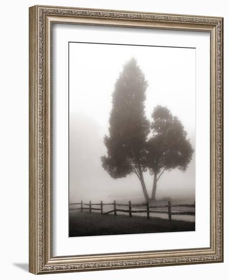 Cedar Tree and Fence-Nicholas Bell-Framed Photographic Print