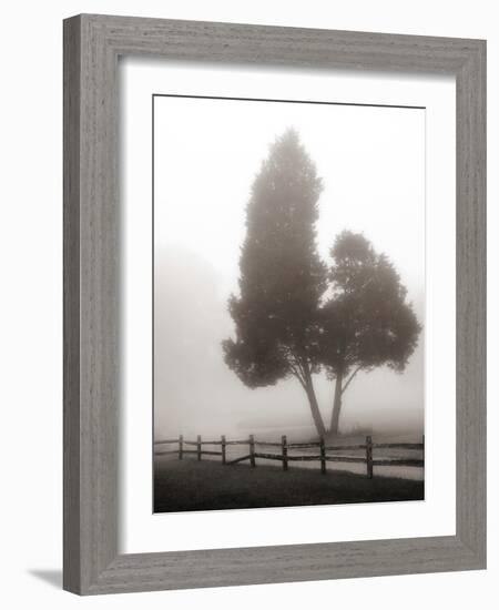 Cedar Tree and Fence-Nicholas Bell-Framed Photographic Print