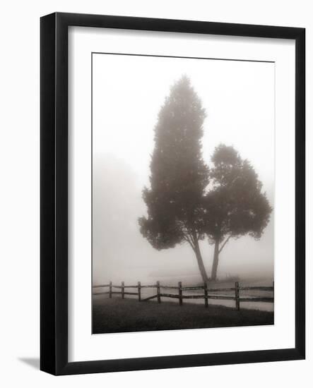 Cedar Tree and Fence-Nicholas Bell-Framed Photographic Print