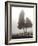 Cedar Tree and Fence-Nicholas Bell-Framed Photographic Print