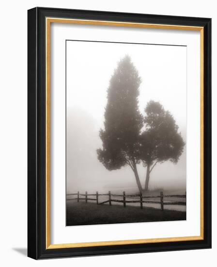 Cedar Tree and Fence-Nicholas Bell-Framed Photographic Print