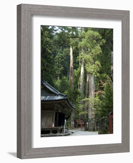 Cedar Trees at Futarasan Shinto Shrine, Nikko Temples, UNESCO World Heritage Site, Honshu, Japan-Tony Waltham-Framed Photographic Print