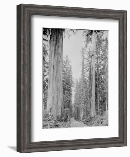 Cedar Trees, Clearwater, WA, 1936-Ashael Curtis-Framed Giclee Print