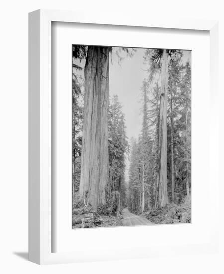 Cedar Trees, Clearwater, WA, 1936-Ashael Curtis-Framed Giclee Print