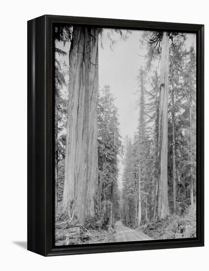 Cedar Trees, Clearwater, WA, 1936-Ashael Curtis-Framed Premier Image Canvas