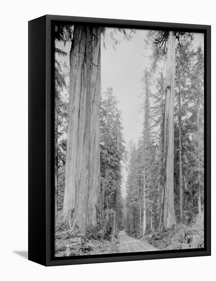 Cedar Trees, Clearwater, WA, 1936-Ashael Curtis-Framed Premier Image Canvas