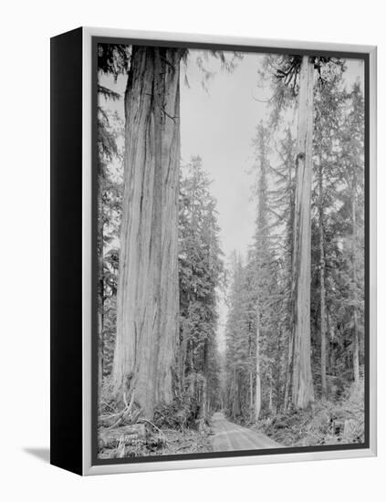 Cedar Trees, Clearwater, WA, 1936-Ashael Curtis-Framed Premier Image Canvas