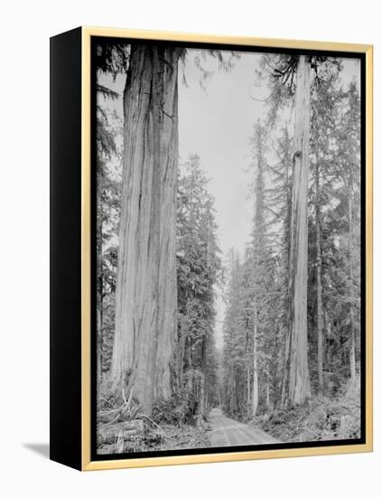 Cedar Trees, Clearwater, WA, 1936-Ashael Curtis-Framed Premier Image Canvas