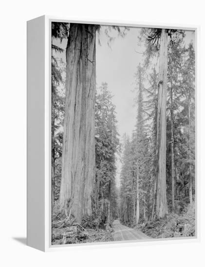 Cedar Trees, Clearwater, WA, 1936-Ashael Curtis-Framed Premier Image Canvas