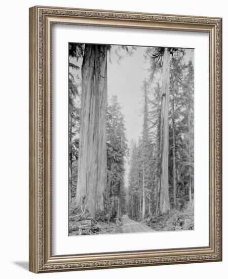 Cedar Trees, Clearwater, WA, 1936-Ashael Curtis-Framed Giclee Print