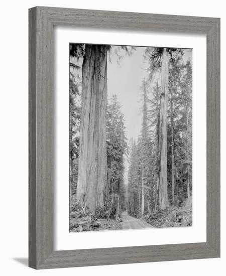 Cedar Trees, Clearwater, WA, 1936-Ashael Curtis-Framed Giclee Print