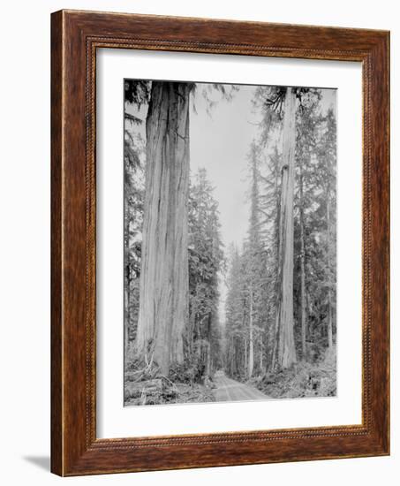 Cedar Trees, Clearwater, WA, 1936-Ashael Curtis-Framed Giclee Print