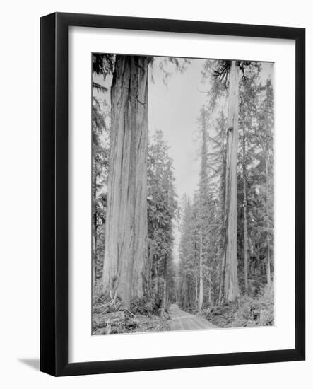 Cedar Trees, Clearwater, WA, 1936-Ashael Curtis-Framed Giclee Print