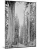 Cedar Trees, Clearwater, WA, 1936-Ashael Curtis-Mounted Giclee Print