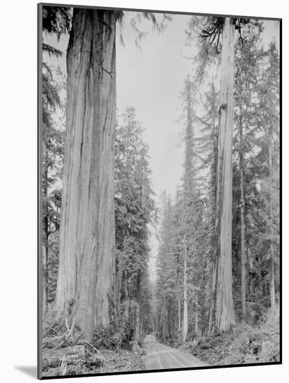 Cedar Trees, Clearwater, WA, 1936-Ashael Curtis-Mounted Giclee Print