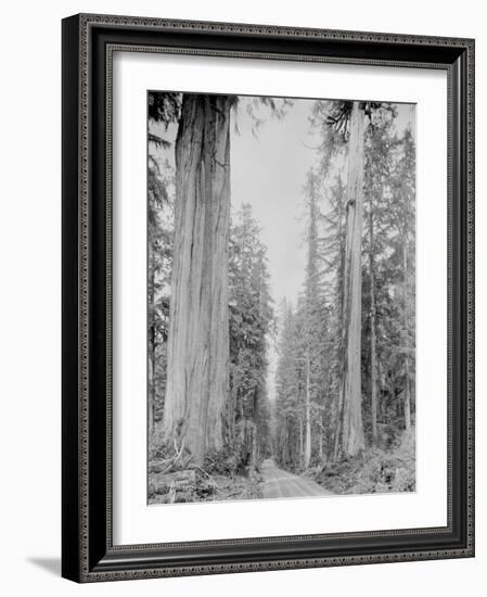 Cedar Trees, Clearwater, WA, 1936-Ashael Curtis-Framed Giclee Print