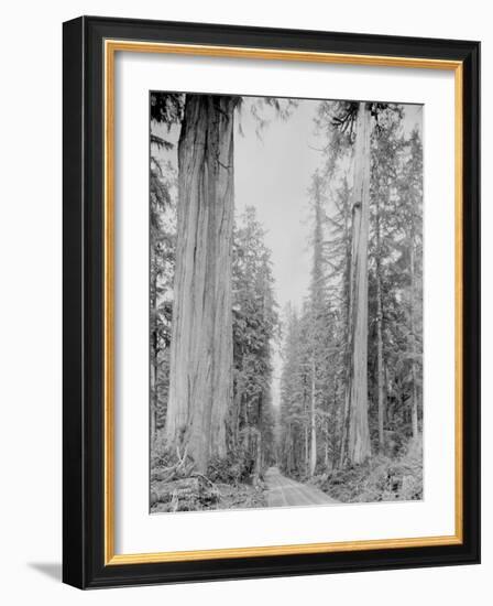 Cedar Trees, Clearwater, WA, 1936-Ashael Curtis-Framed Giclee Print